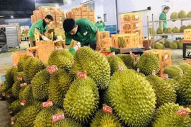 Les exportations des fruits et légumes vers la Chine en constante augmentation 