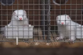 Covid-19: WWF appelle à l’élimination du trafic d’animaux sauvages et à la fin de déforestation