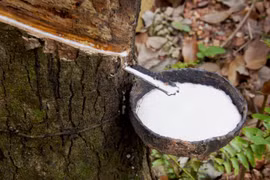 La République de Corée, troisième marché d'exportation du caoutchouc vietnamien