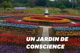 Contre la pollution: un jardin de "tulipes" de bouteilles en plastique aux Philippines