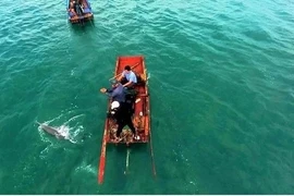 Dauphins et baleines aperçus à plusieurs reprises autour de l'île de Co To