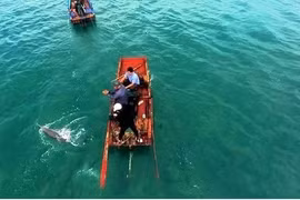 Dauphins et baleines aperçus à plusieurs reprises autour de l'île de Co To