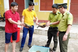 Quang Binh réceptionne trois tortue terrestre Manouria Impressa