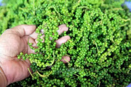 Les exportations vietnamiennes de poivre en hausse forte en février 