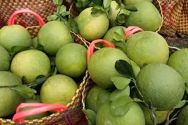 Les premiers lots de pamplemousse vietnamien exportés vers les États-Unis