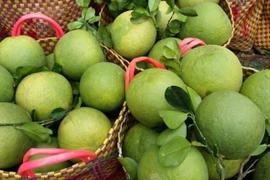 Les premiers lots de pamplemousse vietnamien exportés vers les États-Unis