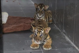 Gros efforts du Vietnam dans la lutte contre l’élevage et le commerce illégaux des tigres