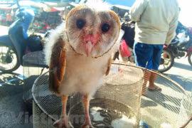 Renoncer aux habitudes de viande exotique pour prévenir les risques de coronavirus 