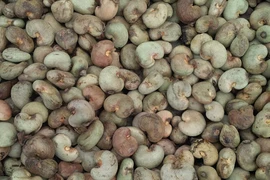Les importations de noix de cajou brute montent en flèche