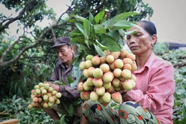 Bac Giang met l'accent sur le développement de produits agricoles clés