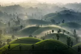 À Phu Tho, les collines de thé de Long Côc revêtent leur manteau de brume