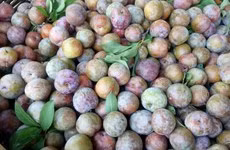 Des prunes de Son La figureront dans les repas à bord des vols de Vietnam Airlines