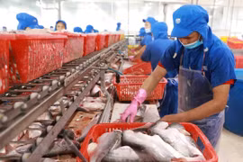 Les exportations de pangasius en 2022 devraient établir un record historique