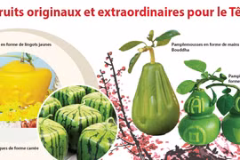 Fruits originaux et extraordinaires pour le Têt