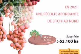En 2021: une récolte abondante de litchi au Nord