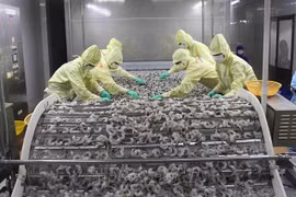 Pour augmenter la compétitivité des crevettes vietnamiennes 