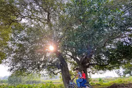 Des Streblus asper séculaires au village de Duong Lâm 