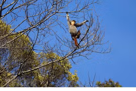 Parc national de Bach Ma - un trésor naturel
