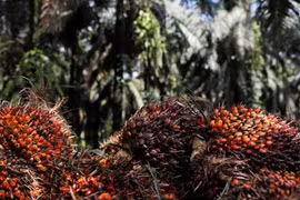 L’Inde réduit ses droits de douane sur l'huile de palme raffinée en provenance de l’ASEAN