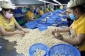 Le secteur vietnamien de la noix de cajou s’efforce de conserver sa première place mondiale