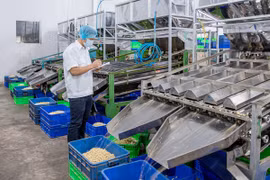 La filière de la noix de cajou abaisse sa valeur d’exportations à 3,2 milliards de dollars