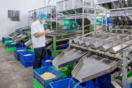 La filière de la noix de cajou abaisse sa valeur d’exportations à 3,2 milliards de dollars
