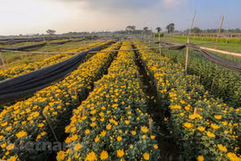 Le village floricole de Tây Tuu à Hanoi s’affaire pour le Têt traditionnel