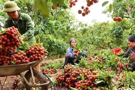 Bac Giang renforce la promotion de ses marques et produits agricoles