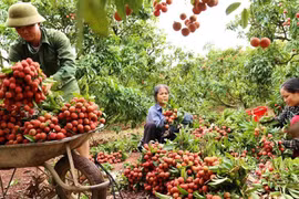 Bac Giang renforce la promotion de ses marques et produits agricoles