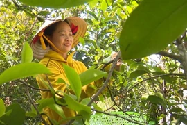Le thé vert Met de Viêt Thuân, une douceur incomparable