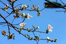 Blancheur pure des fleurs de bauhinie dans les rues de Son La