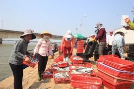 Les pêcheurs de Hà Tinh retrouvent une vie normale