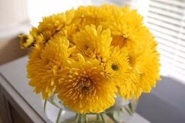 Quelles plantes allez-vous choisir pour le Tet ?