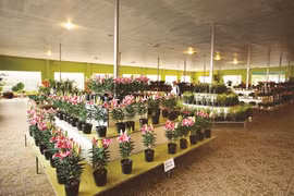 Rung hoa Dà Lat, fer de lance de l’horticulture high-tech