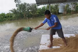 Les exportations de pangasius estimées à 1,7 milliard de dollars cette année