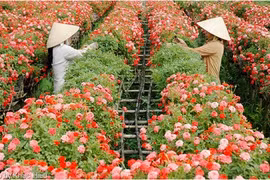 L’exode des fleurs de Hanoï