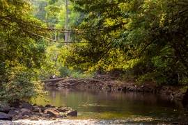 Protection des forêts : L’UE octroie au Cambodge 3,3 millions de dollars