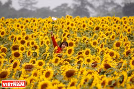 Un magnifique champ de tournesols à Nghia Dàn