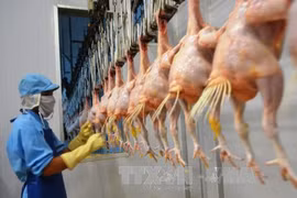 Le Vietnam projette d’exporter la viande de poulet en Union européenne