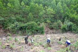 Programme cible de développement de la sylviculture durable pour 2016-2020