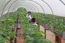 Vietnam, l’un des grands sites pour les investisseurs indiens 