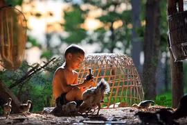 Le coq et la poule de la tradition