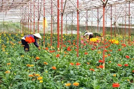 Le printemps au pied de la montagne Lang Biang