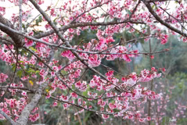 Des cerisiers en fleurs sur un îlot du lac Pa Khoang