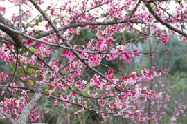 Des cerisiers en fleurs sur un îlot du lac Pa Khoang