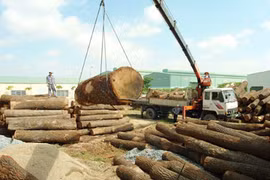 Exportations de bois: 7,5 milliards de dollars visés cette année