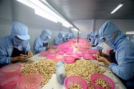 Noix de cajou : privilégier la qualité à la quantité