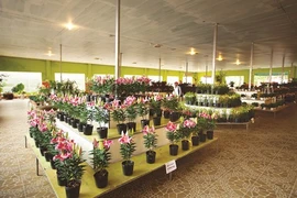 Rung hoa Dà Lat, fer de lance de l’horticulture high-tech