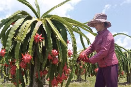 De nouvelles perspectives pour le fruit du dragon de Binh Thuân