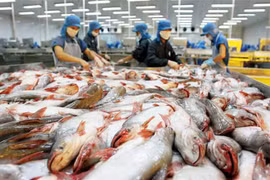 Pangasius : les exportations pourraient augmenter de 20%